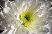 Daisies In The Sun